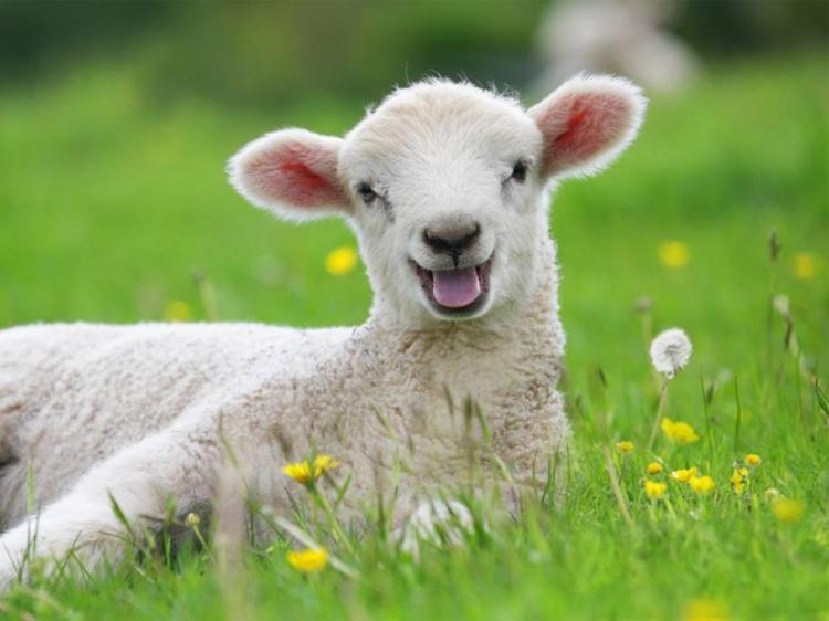 web-happy-lamb